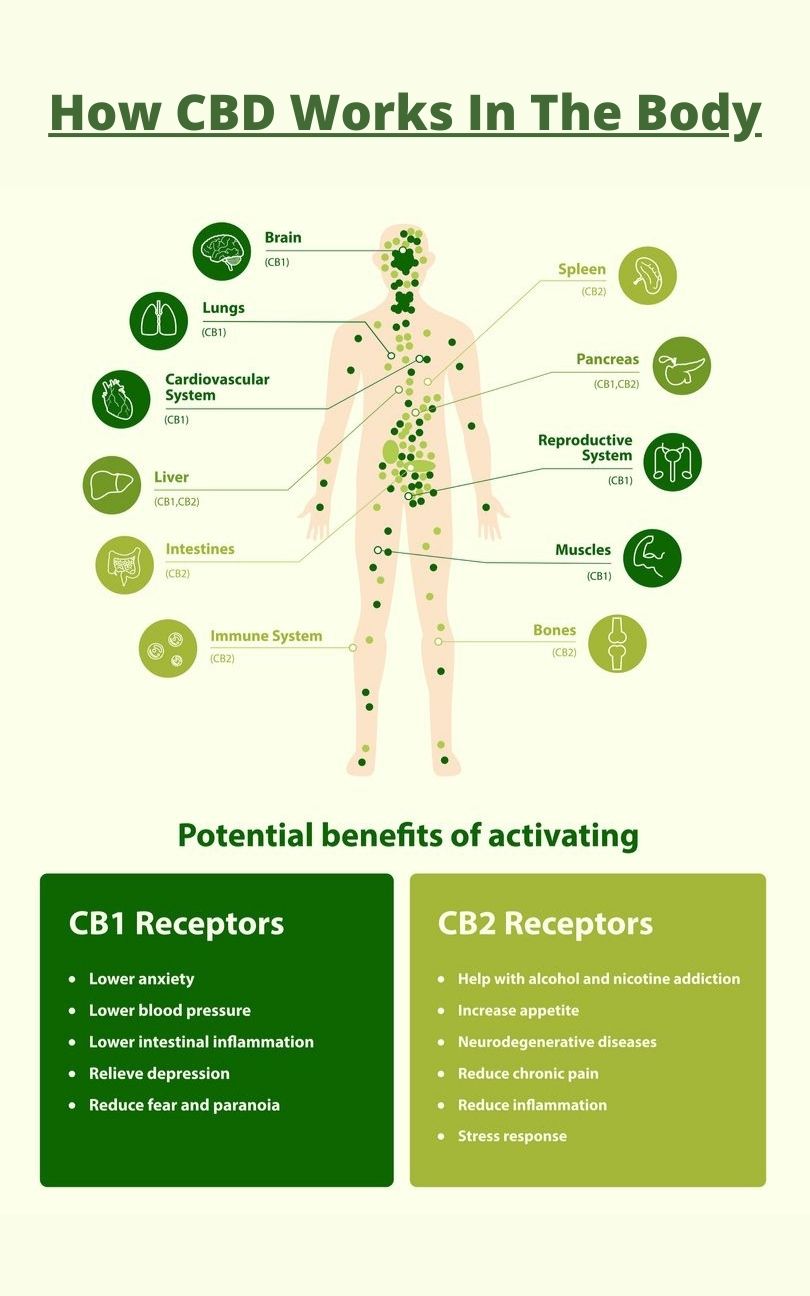 infographic on how CBD works in the body