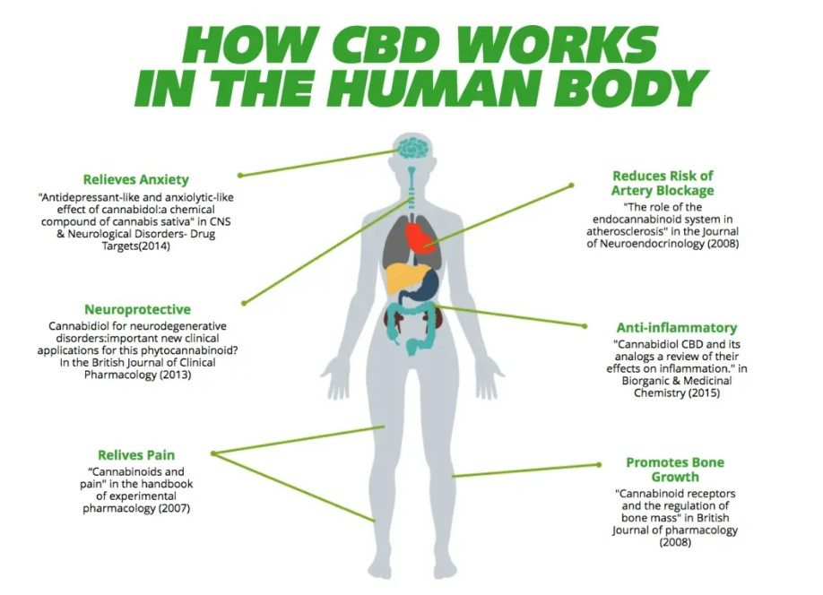 cbd and the human body